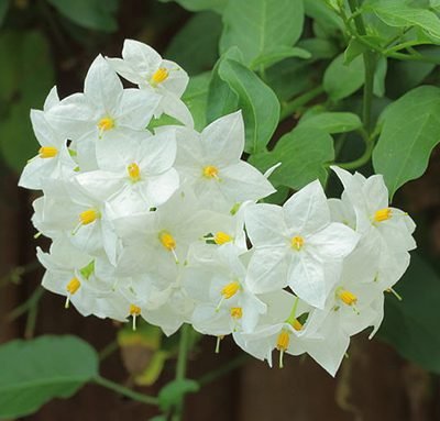 Solanum_jasminoides_'Album'