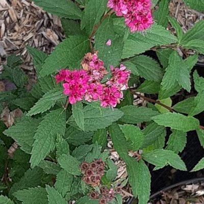 Spirea_Anthony_Waterer