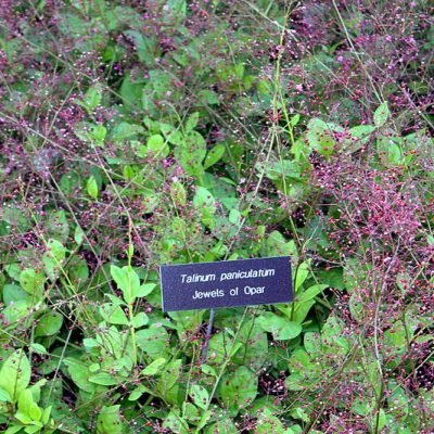 Talinum_paniculatum