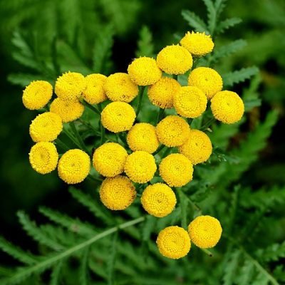 Tanacetum_vulgare