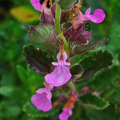Teucrium_chamaedrys