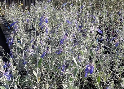 Teucrium_fruticans