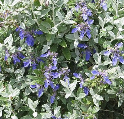 Teucrium_fruticans_azureum