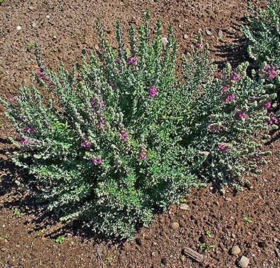 Teucrium_marum