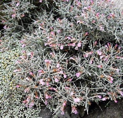 Teucrium_subspinosum