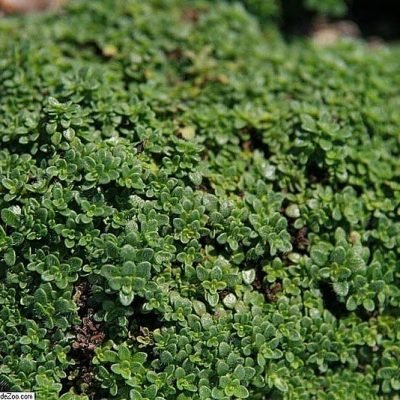 Thymus_Elfin