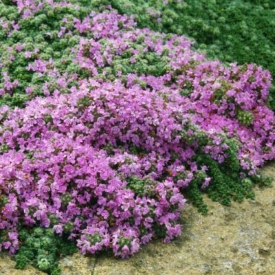 Thymus_praecox_var_pseudolanuginosus_1