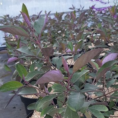 Vitex_trifolia_purpurea