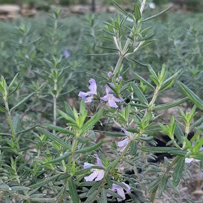 Westringia_longifolia
