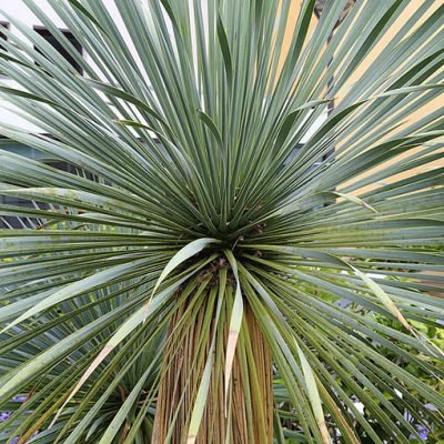Yucca_rostrata