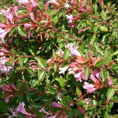 Abelia_x_grandiflora_Edward_Goucher