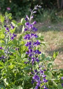 Baptisia_australis