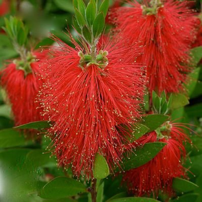 Callistemon_Laevis