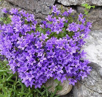 Campanula_portenschlagiana