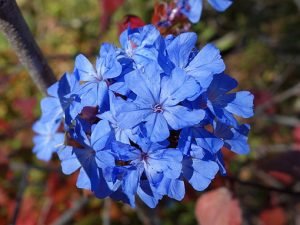 Ceratostigma_willmottianum