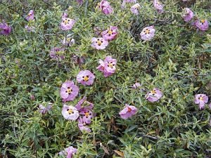 Cistus_x_purpureus