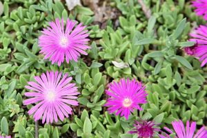 Delosperma_John_Profitt