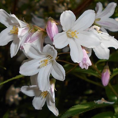 Deutzia_rosea_carminea