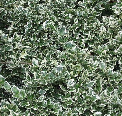 Euonymus_fortunei_'Emerald_Gaiety'