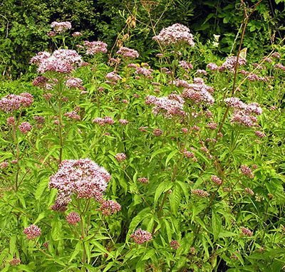 Eupatorium_cannabinum
