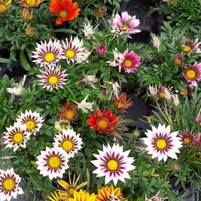Gazania