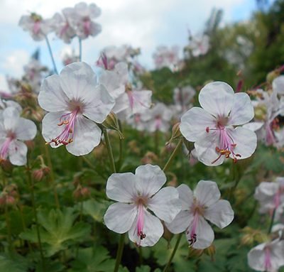Geranium_cantabrigiense_Biokovo
