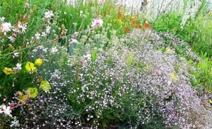 Gypsophyla_rosenschleier_massif