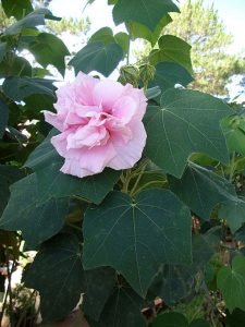 Hibiscus_mutabilis