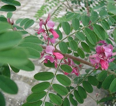 Indigofera-gerardiana