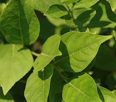 Itea_virginica_Henrys_Garnet