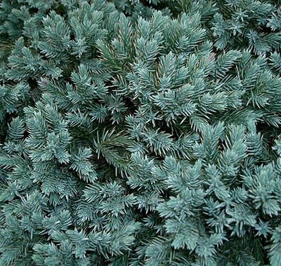 Juniperus_squamata_Blue_Star