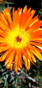 Lampranthus_aurantiacus_fleur