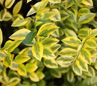 Ligustrum_ovalifolium_aureum
