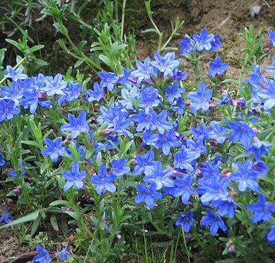Lithodora_diffusa_Heavenly_Blue