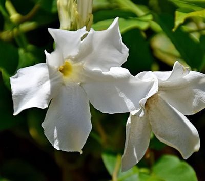 Mandevilla_laxa_in_Jardin_des_plantes_de_Montpellier