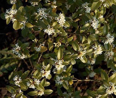 Osmanthus_burkwoodii