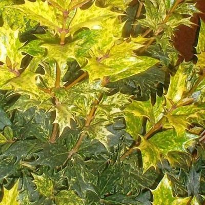 Osmanthus_heterophyllus_Tricolor