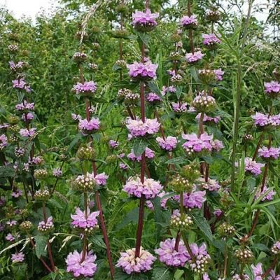 Phlomis_tuberosa