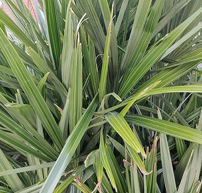 Phormium_tenax
