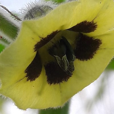 Physalis_peruviana_fleur