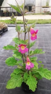 Rhemania_elata