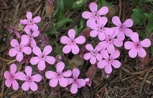 Saponaria_ocymoides
