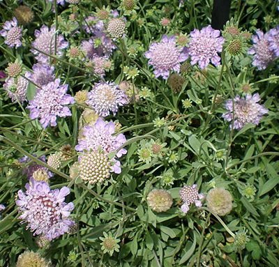 Scabiosa_cretica