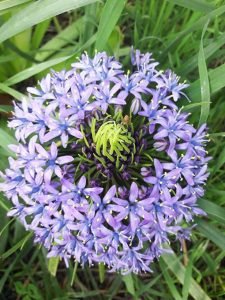 Scilla_peruviana_fleur