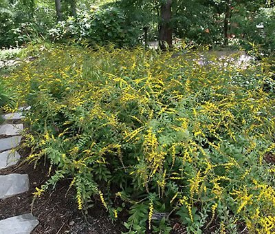 Solidago_rugosa_Fireworks