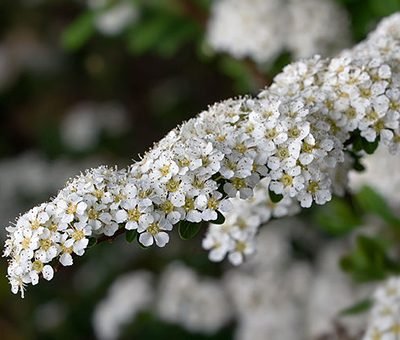 Spiraea_×arguta