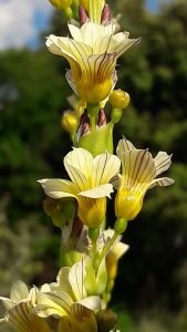 Syssyrinchium_striatum_fleur