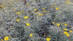 Tagete_lemmonii_massif