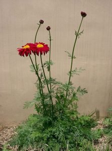 Tanacetum_coccineum_Robinson_Red
