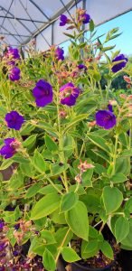 Tibouchina_urvilleana_pepiniere2